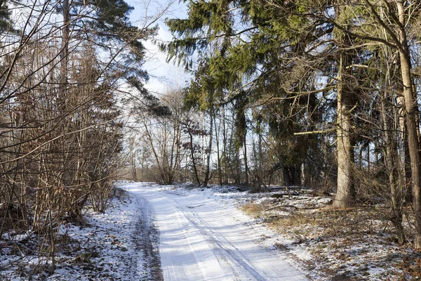 Troncos Árvores Nuas Cobertos Neve Temporada Inverno Fotografado Contra Céu — Fotografia de Stock