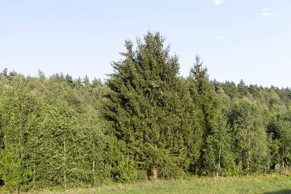 Gołe Pnie Pokryte Śniegiem Sezonie Zimowym Sfotografowany Szarym Niebie — Zdjęcie stockowe