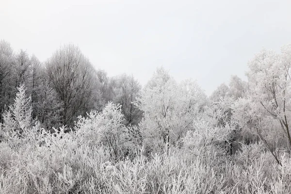 Bare Tree Trunks Covered Snow Winter Season Photographed Gray Sky — Stok Foto