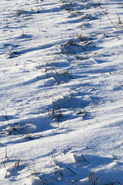Holé Kmeny Stromů Pokryté Sněhem Zimním Období Fotografováno Proti Šedé — Stock fotografie