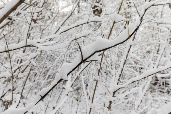 雪の後に白い雪で覆われた表面によって角度で撮影されたクローズアップ写真 乾燥した草が雪の外に突き出ている 畑の深さが小さい — ストック写真