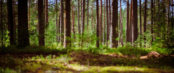 Arbres Sauvages Dans Forêt Paysage Vert Été — Photo