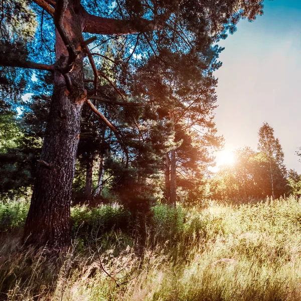 Plantas Árvores Fundo Floresta Verão — Fotografia de Stock