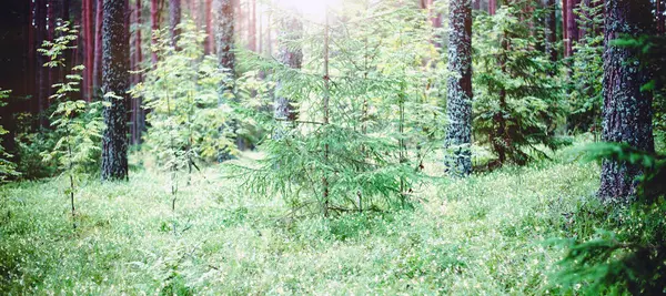 Les Planě Rostoucích Rostlin Stromů Ekologie Panorama — Stock fotografie