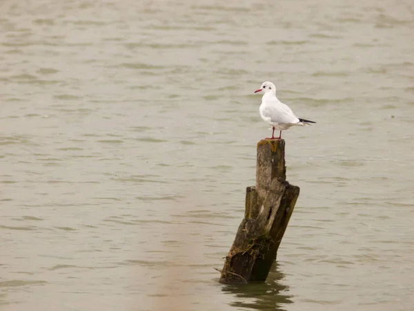 Single White Seagull Standing Wooden Pole Sea Water — Stock Photo, Image