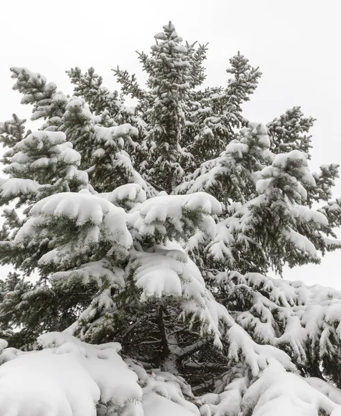 雪の後に白い雪で覆われた表面によって角度で撮影されたクローズアップ写真 乾燥した草が雪の外に突き出ている 畑の深さが小さい — ストック写真