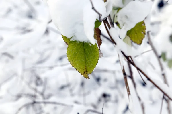 Fotografia Ravvicinata Scattata Angolo Una Superficie Ricoperta Neve Bianca Dopo — Foto Stock