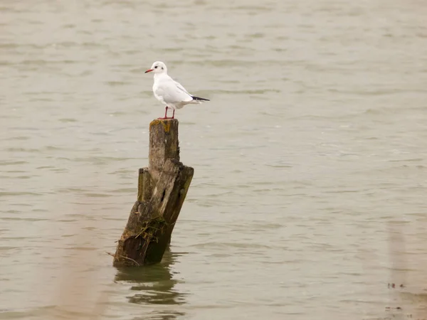 Single White Seagull Standing Wooden Pole Sea Water — Stock Photo, Image