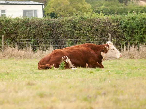 Bela Vaca Marrom Descansando Vista Lateral Grama — Fotografia de Stock