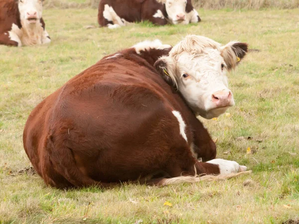 Gros Plan Vache Brune Derrière Tête Tourné Caméra Mignonne — Photo