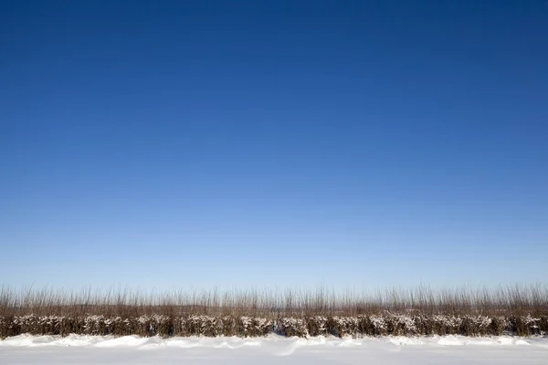 雪の後に白い雪で覆われた表面によって角度で撮影されたクローズアップ写真 乾燥した草が雪の外に突き出ている 畑の深さが小さい — ストック写真