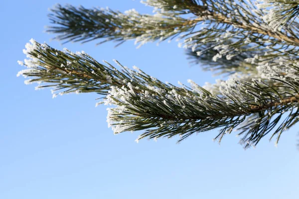 Árvores Fotografadas Que Crescem Floresta Inverno Nos Ramos Formou Rime — Fotografia de Stock