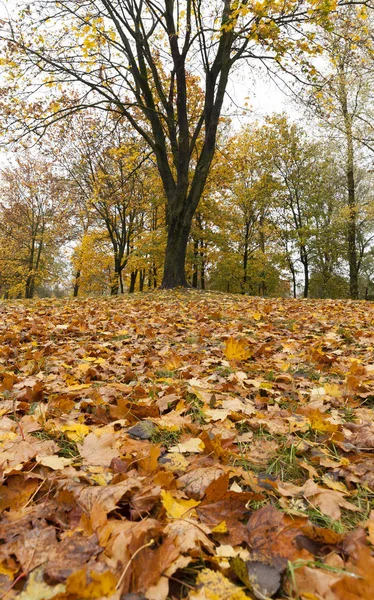 Fotografato Alberi Che Crescono Nella Foresta Nella Stagione Invernale Sui — Foto Stock