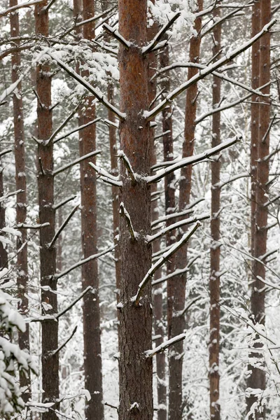 冬に森の中で育った木を撮影しました 枝には樹液が形成されました 地面には雪が積もっている — ストック写真
