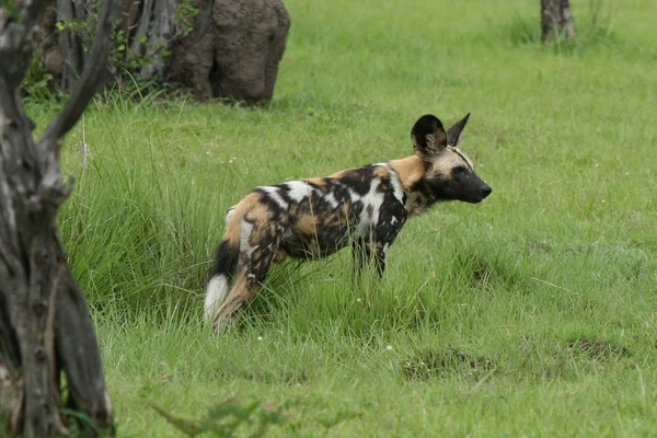 Wilder Hund Gefährliches Säugetier Afrikanische Savanne Kenia — Stockfoto