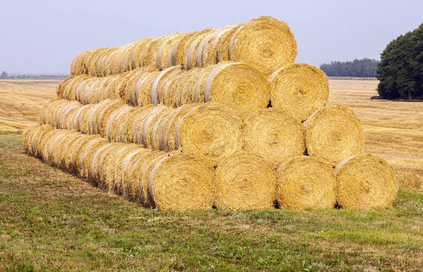 Sfotografowany Śnieg Opadach Śniegu Podczas Mrozu Zbliżenie Płytką Głębią Ostrości — Zdjęcie stockowe