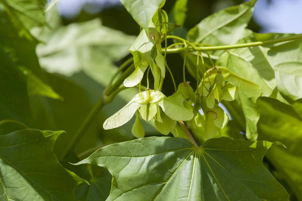 Feuilles Érable Graines Vertes Début Croissance Des Plantes Printemps Belle — Photo