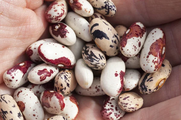 Gekleurde Bonen Hand Tijdens Het Zaaien Van Oogst Foto Close — Stockfoto