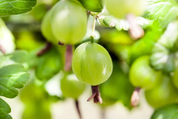 Grosellas Verdes Frescas Una Rama Arbusto Grosella Con Luz Solar — Foto de Stock