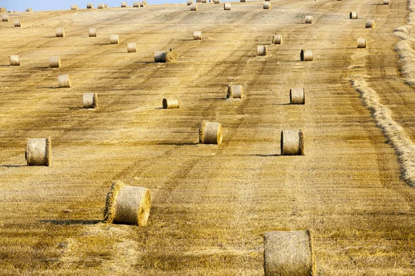 Mező Szénabálákkal Érett Repedt Narancssárgarépa Fekszik Földön Mezőgazdasági Terület Betakarítás — Stock Fotó