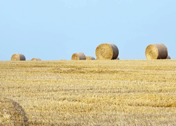 農業分野での収穫中に成熟した小麦です 夏の写真 — ストック写真