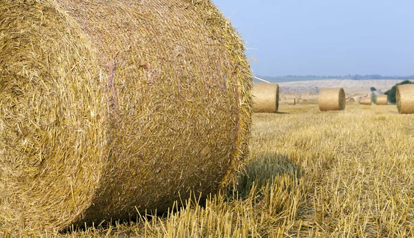 Campo Agrícola Durante Cosecha Trigo Amarillo Maduro Suelo Yace Paja —  Fotos de Stock