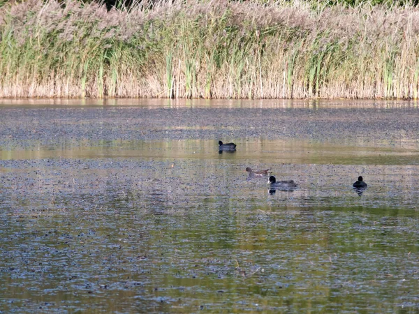 美丽的鸡舍和麋鹿在湖面上游动 — 图库照片
