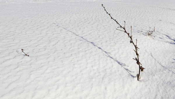 Sfotografowany Bliska Pod Kątem Śniegu Opadach Śniegu Kilka Suchych Roślin — Zdjęcie stockowe