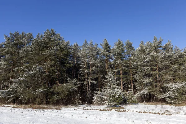 Pino Cubierto Heladas Época Invierno Del Año — Foto de Stock