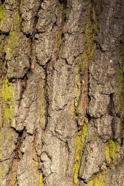 Detailní Záběr Kůru Stromu Který Roste Lese Malá Hloubka Pole — Stock fotografie