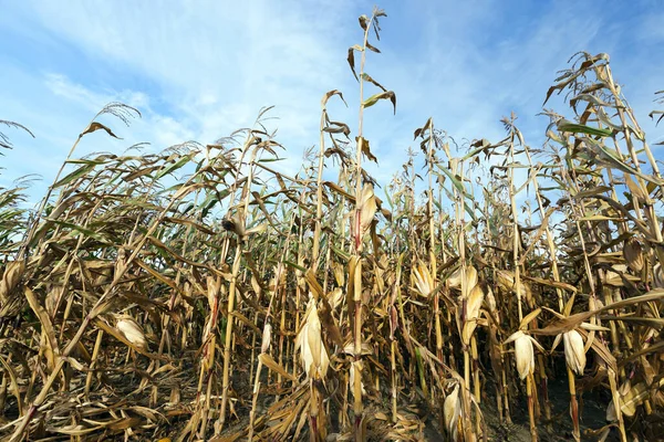 Dried Ripe Yellow Ears Wheat Straw Dumped Pile Photographed Close — Stock Photo, Image