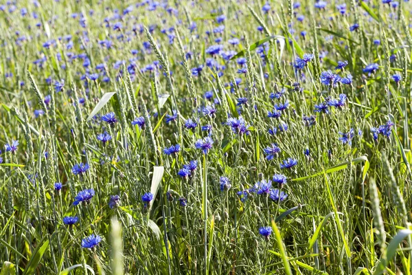 Spighe Gialle Mature Essiccate Paglia Grano Gettate Una Pila Primo — Foto Stock