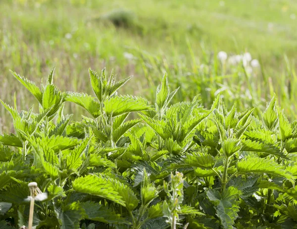 Gedroogde Rijpe Gele Oren Van Tarwestro Gedumpt Een Stapel Gefotografeerde — Stockfoto