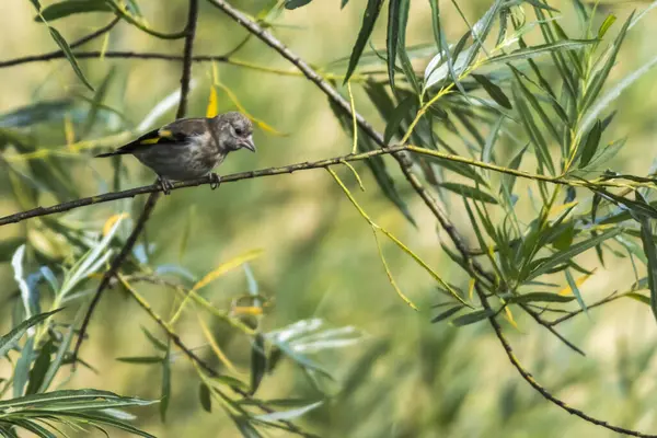 Vue Panoramique Magnifique Oiseau Pinson Mignon — Photo