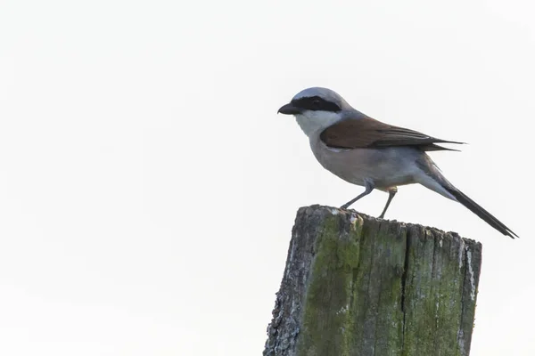 Röd Back Shrike Hans Väntrum — Stockfoto