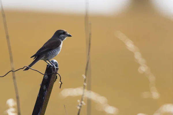 Shrike Vermelho Suportado Sua Sala Espera — Fotografia de Stock