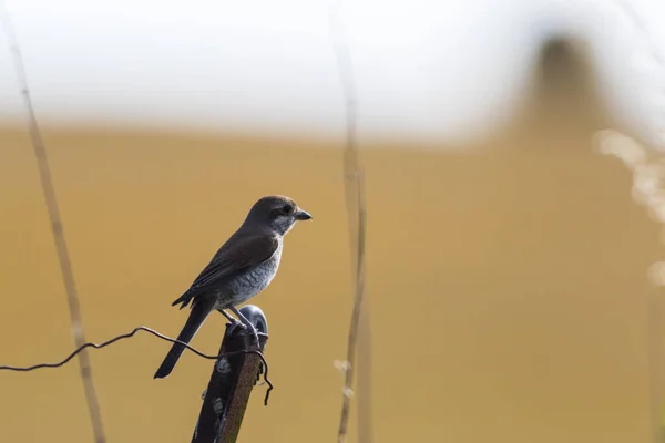 Shrike Vermelho Suportado Sua Sala Espera — Fotografia de Stock