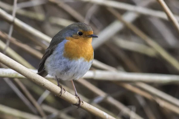 Robin Branches — Stock Photo, Image