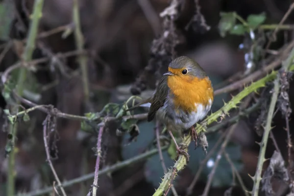 Robin Branches — Stock Photo, Image