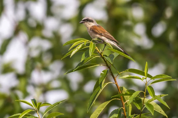 Shrike Vermelho Suportado Sua Sala Espera — Fotografia de Stock