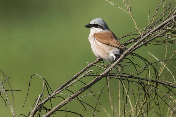 Een Rode Klauw Zijn Wachtkamer — Stockfoto