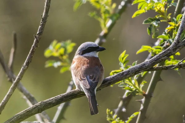 Čekárně Červeným Hřbetem — Stock fotografie