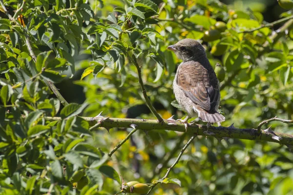 Röd Back Shrike Hans Väntrum — Stockfoto