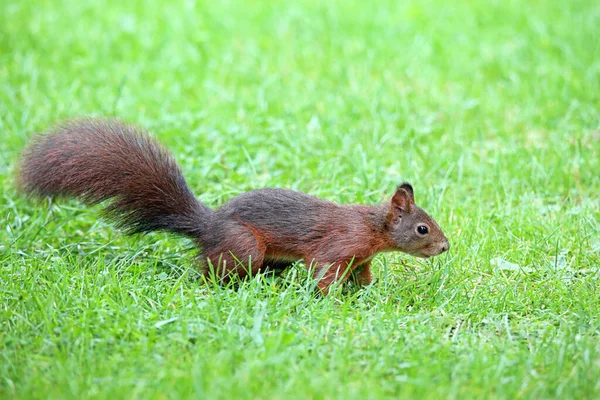 Curioso Esquilo Sciurus Vulgaris Grama — Fotografia de Stock