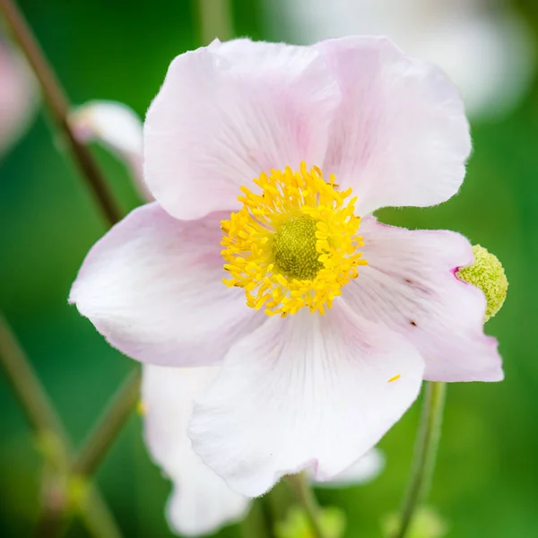 Χλωμό Ροζ Λουλούδι Ιαπωνική Ανεμώνη Κοντινό Πλάνο Σημείωση Ρηχό Βάθος — Φωτογραφία Αρχείου