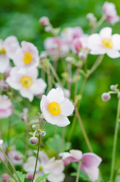 Halvány Rózsaszín Virág Japán Anemone Közelkép Megjegyzés Mező Sekély Mélysége — Stock Fotó