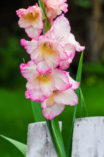 Világos Rózsaszín Gladiolus Virág Kertben Közelkép Megjegyzés Mező Sekély Mélysége — Stock Fotó