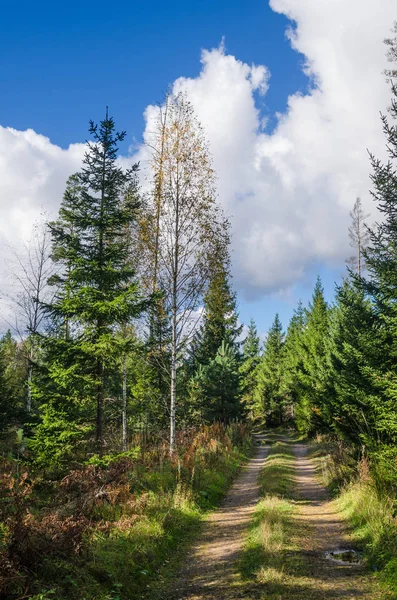 Estrada País Floresta Outono Estônia — Fotografia de Stock