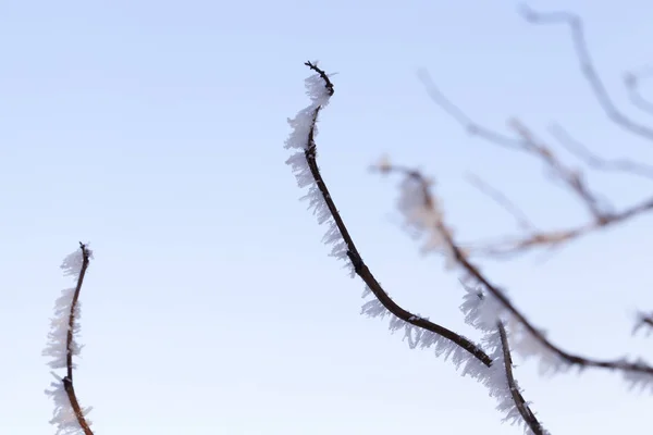 Reifer Mais Dessen Maiskolben Geöffnet Und Fotografiert Wurde — Stockfoto