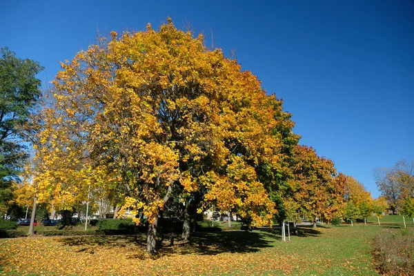 Piękne Botaniczne Ujęcie Naturalna Tapeta — Zdjęcie stockowe